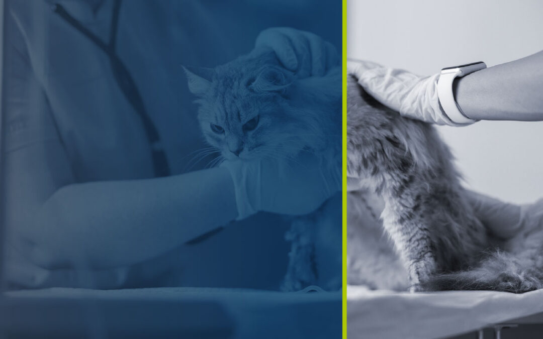 Feline Oncology