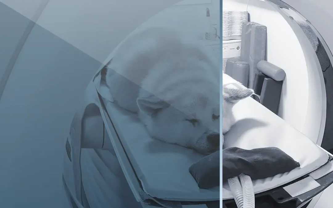 Diagnostic Imaging: Small Animal Computed Tomography