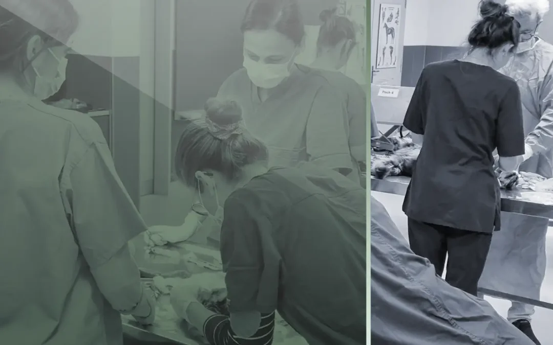 Emergency & Critical Care I