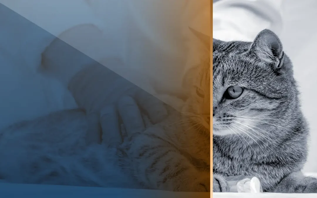 Feline Internal Medicine I