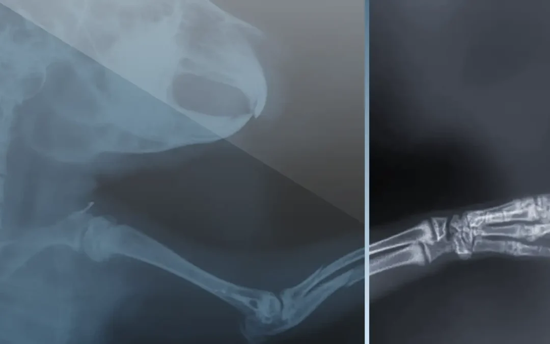 Diagnostic Imaging: Radiology I