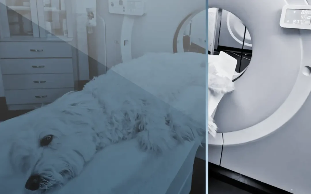 Focus On – Diagnostic Imaging