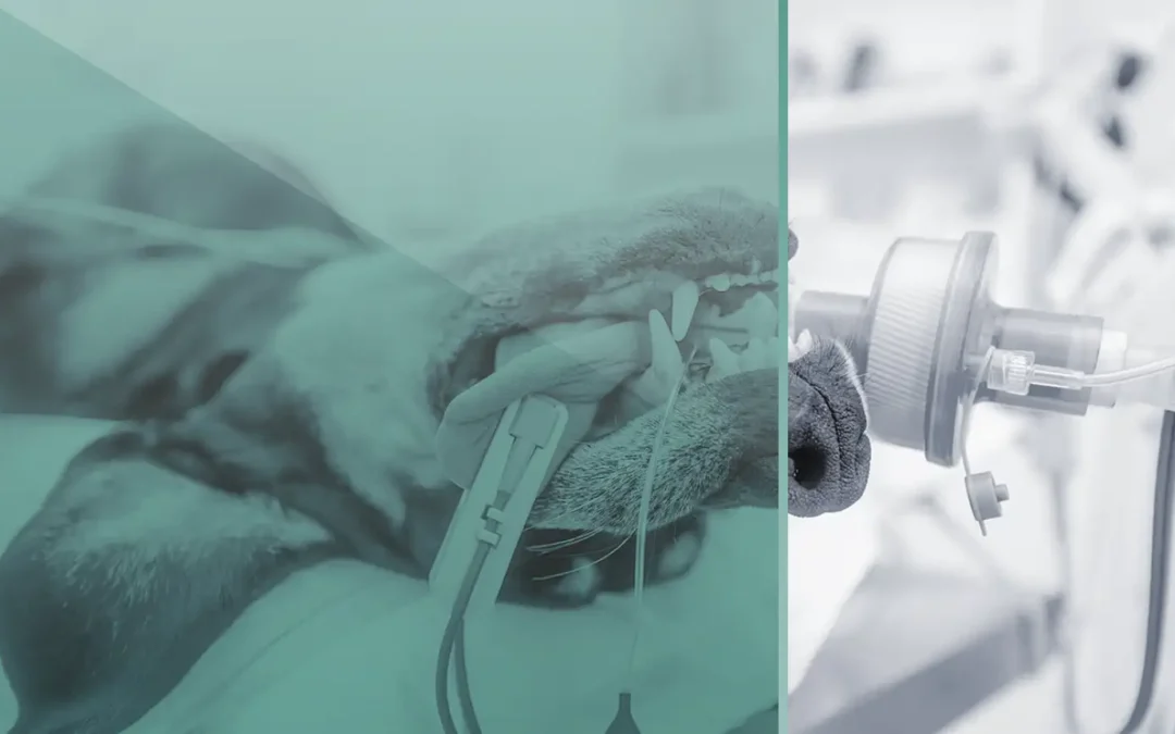 Veterinary Technician