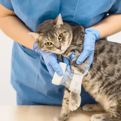 esavs_veterinary_technicians