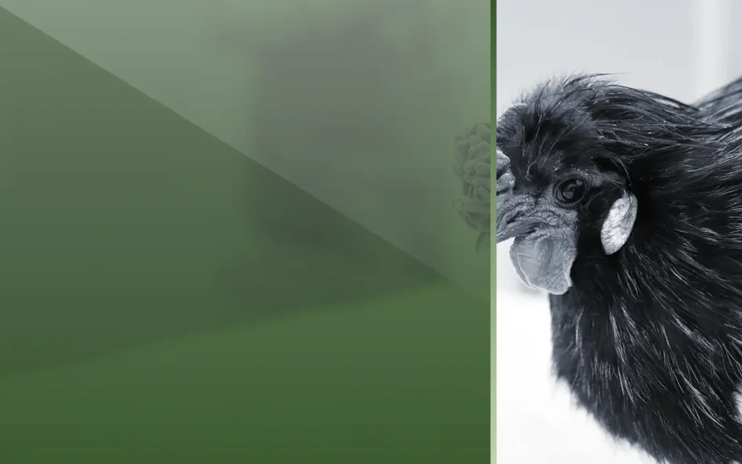 Focus On – Exotic Pet Medicine