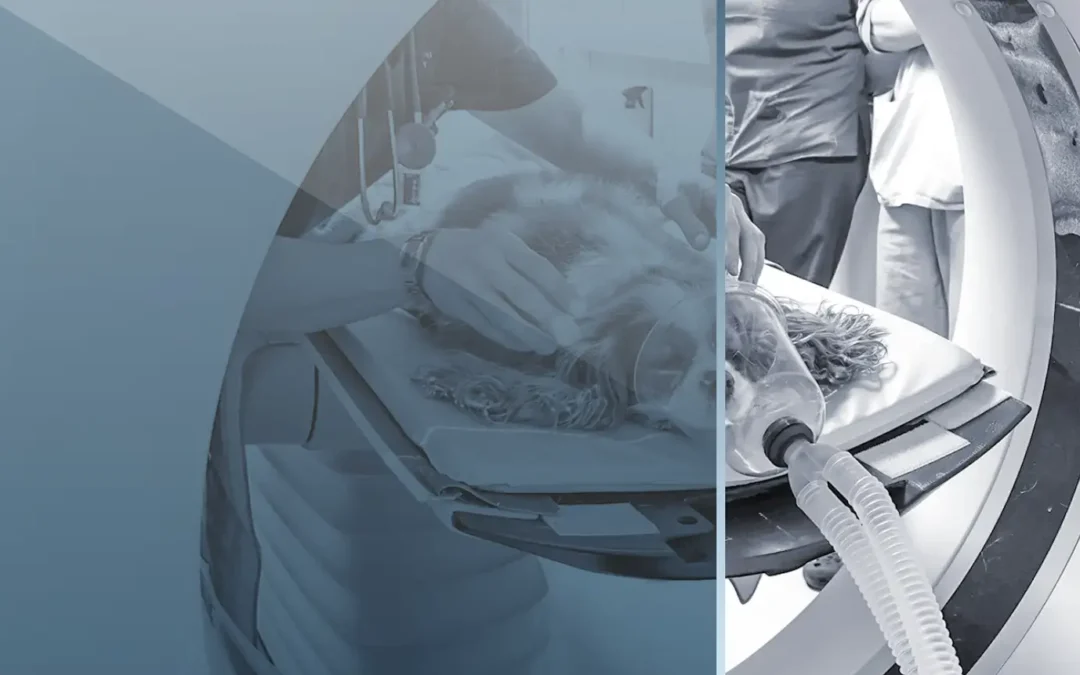 Focus On – Diagnostic Imaging