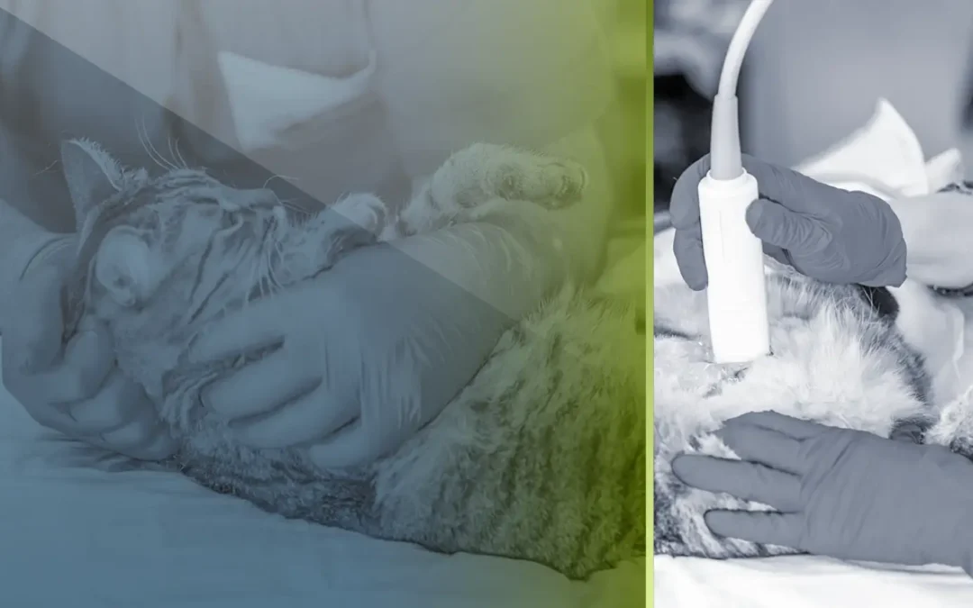 Diagnostic Imaging in Oncology